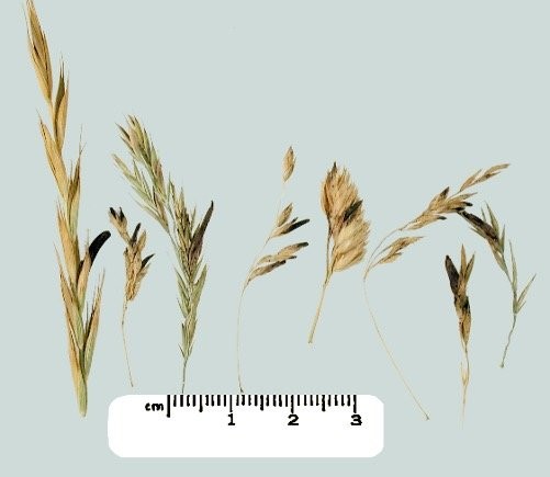 Fescue Toxicosis/Ergot Alkaloid Exposure Updates