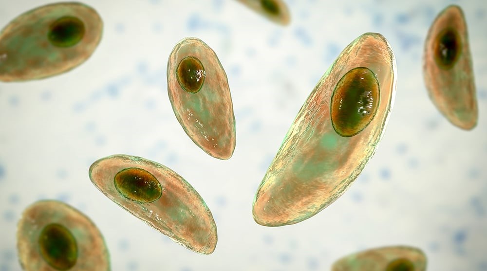 Toxoplasmosis is an infectious disease caused by Toxoplasma gondii, an obligate, intracellular protozoan that can infect all warm-blooded animals, including humans. While infection does not cause clinical illness in many animal species, it can cause acute, life-threatening illness in others, especially small ruminants, leading to abortion.