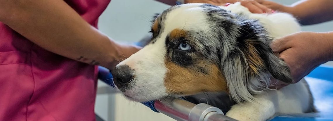 Canine Respiratory Disease – What Can be Done at MU VMDL?