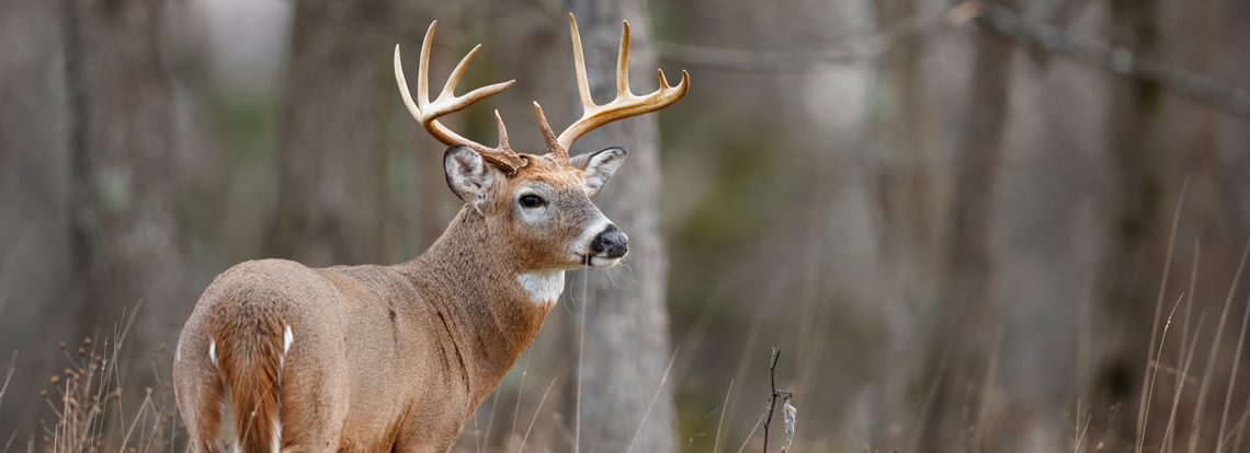 Improving Deer Health One Test at a Time