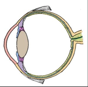 Ocular Pathology Expertise at the VMDL