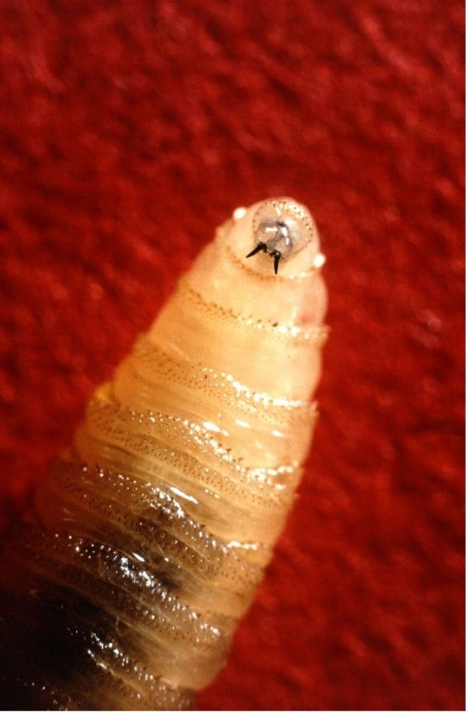 new world screwworm
