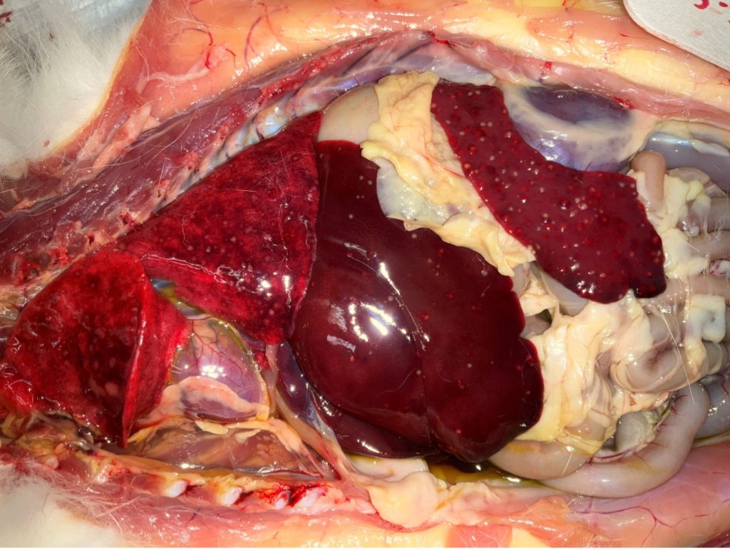 tularemia