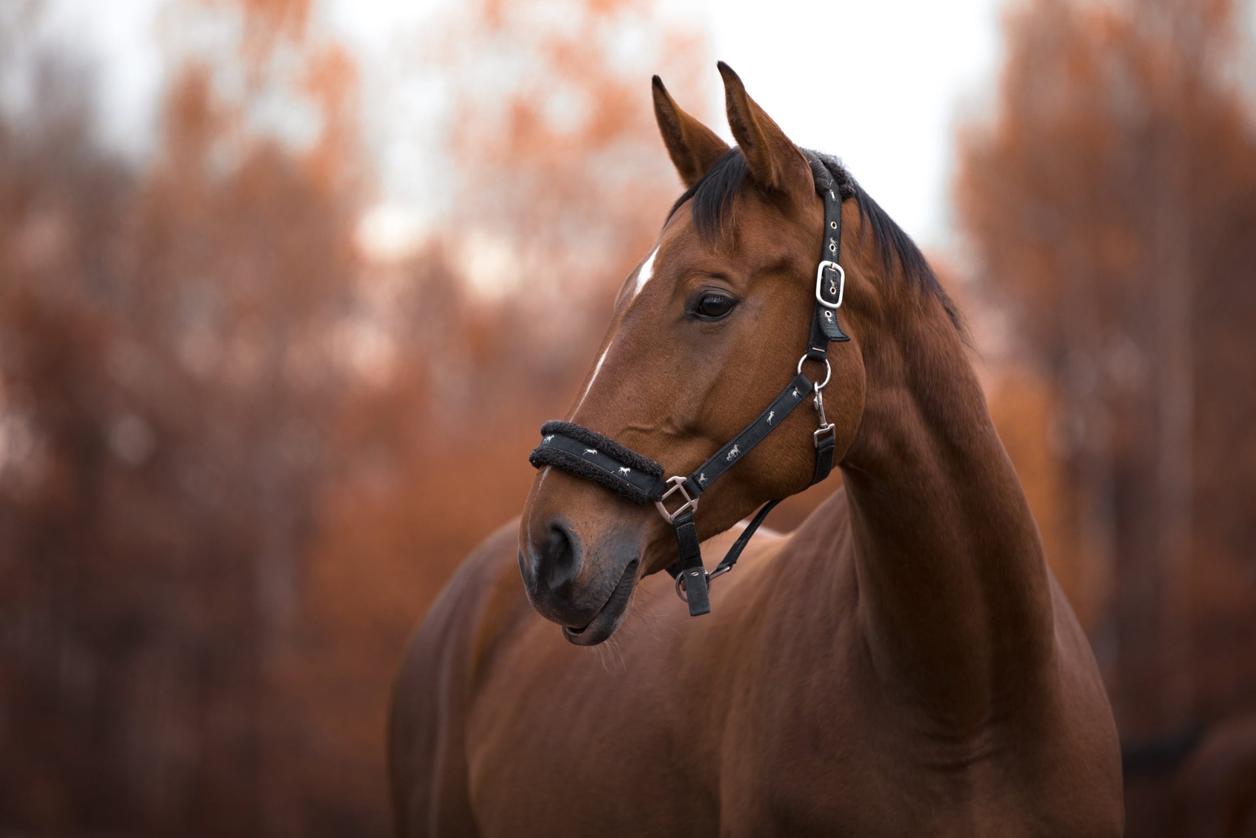 a horse outside
